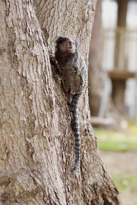 foto smart choice espaço